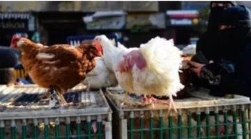 تحديث بورصة الدواجن.. أسعار الفراخ البيضاء والبلدي وتوقعات الخبراء لحركة الأسواق اليوم